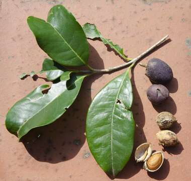 Image of Noronhia peglerae (C. H. Wright) Hong-Wa & Besnard