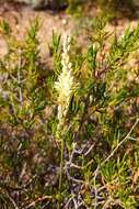 Imagem de Ornithogalum graminifolium Thunb.