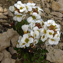 Слика од Cardamine magnifica