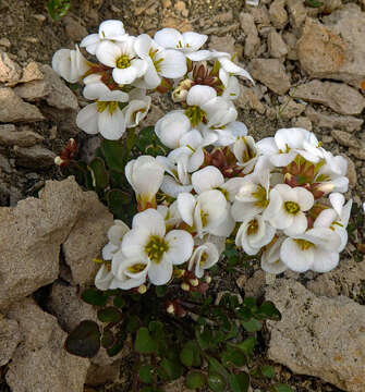 Image of Cardamine magnifica