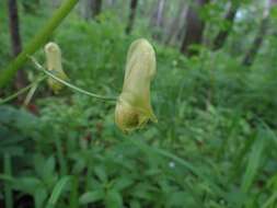 Imagem de Aconitum ranunculoides Turcz.