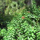 Sivun Clerodendrum indicum (L.) Kuntze kuva