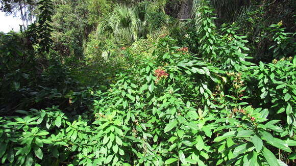 Imagem de Clerodendrum indicum (L.) Kuntze