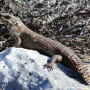 Image of Egernia stokesii stokesii (Gray 1845)