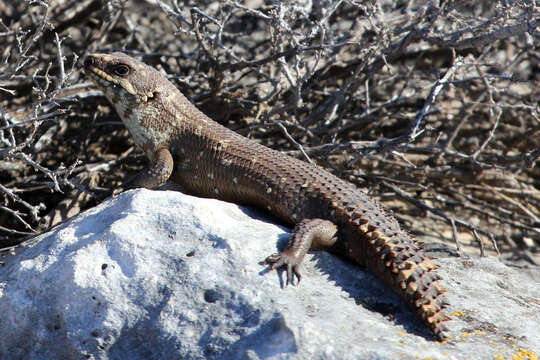 Image of Egernia stokesii stokesii (Gray 1845)