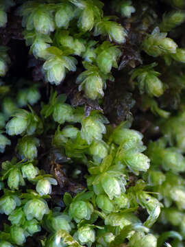 Image of aulacomnium moss