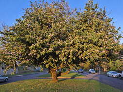 Image of Pink bauhinia