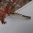 Image de Phyllanthus urinaria subsp. urinaria