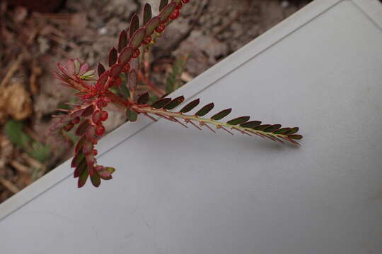 Image of Phyllanthus urinaria subsp. urinaria