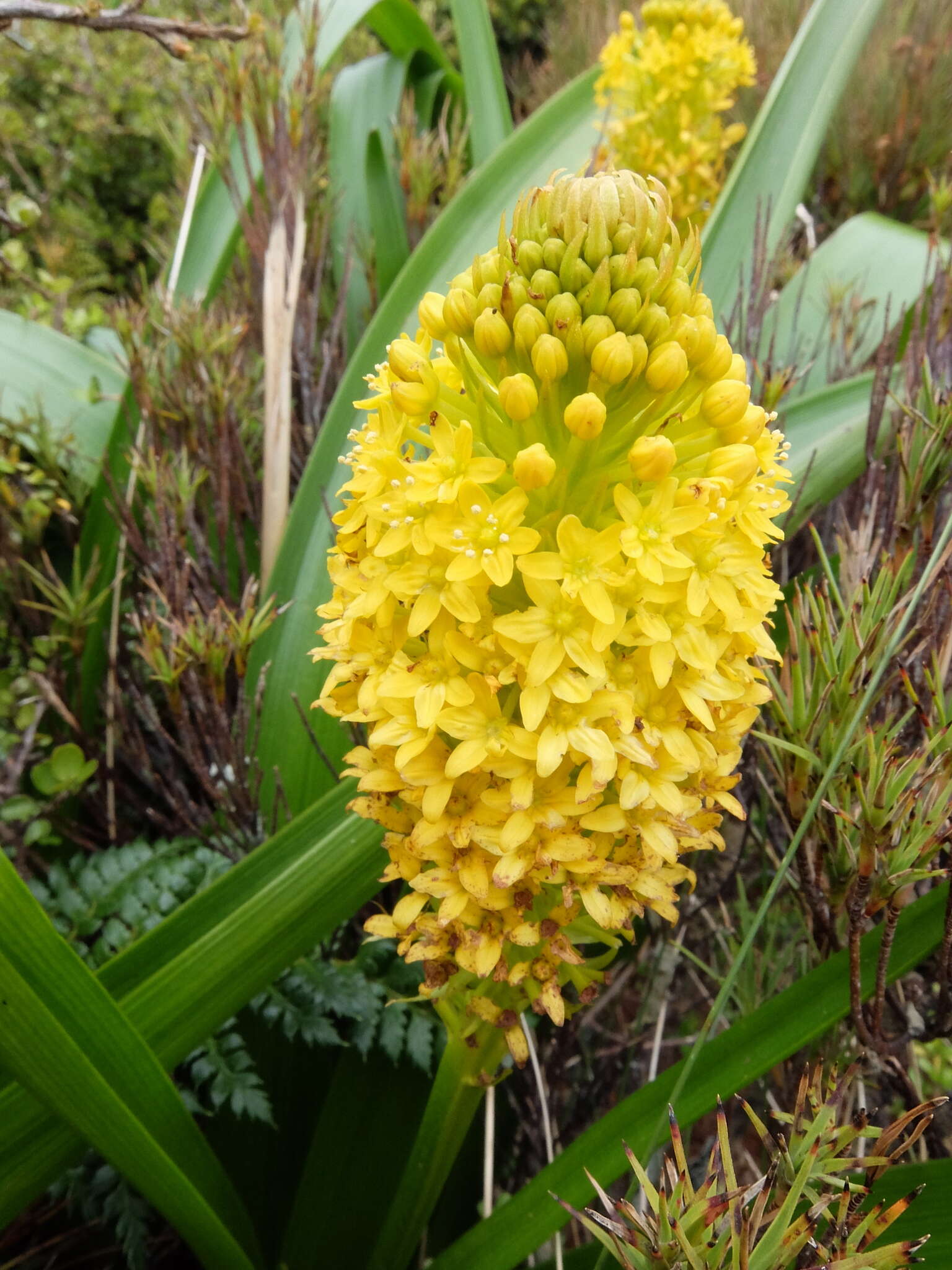 Image of Bulbinella rossii (Hook. fil.) Cheeseman