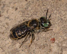 Image of Calliopsis andreniformis Smith 1853