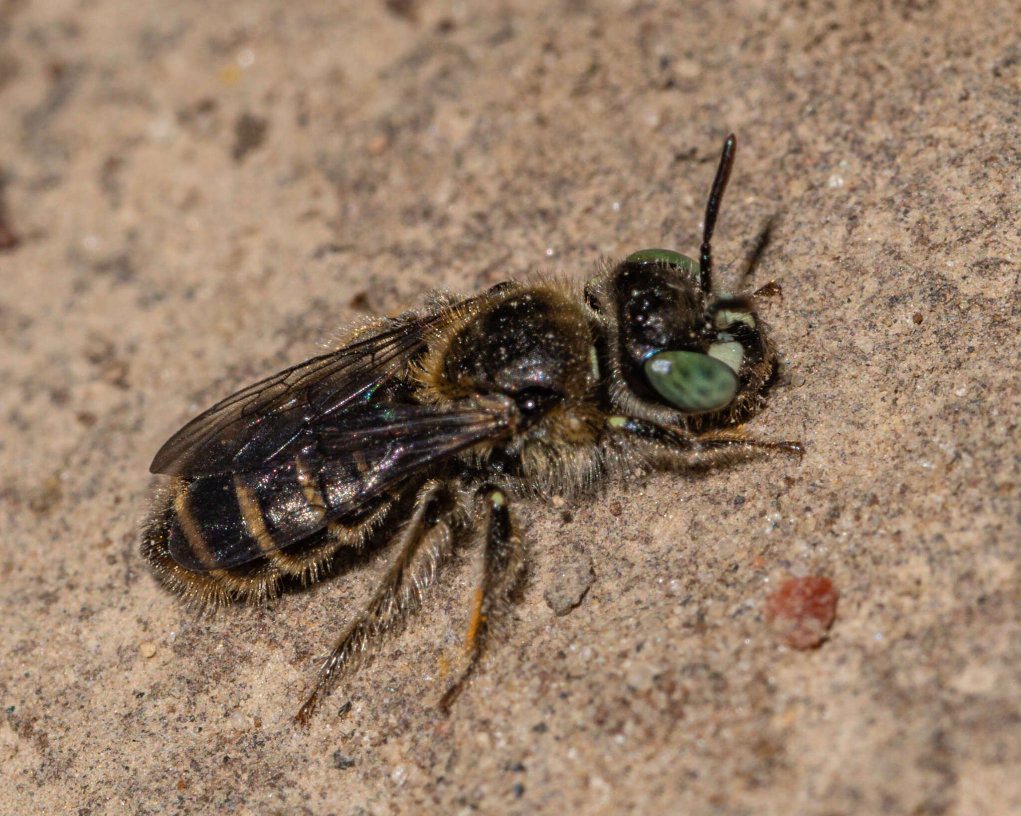 Image of Calliopsis andreniformis Smith 1853