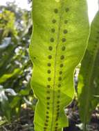 Image of Fortune's Ribbon Fern