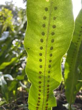 Imagem de Neocheiropteris fortunei (T. Moore) Fraser-Jenkins, Pariyar & Kandel