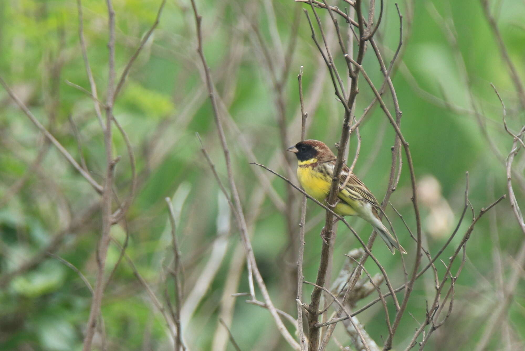 Image of Yellow-breasted Bunting