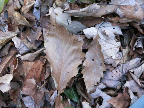 Image of Chestnut Oak