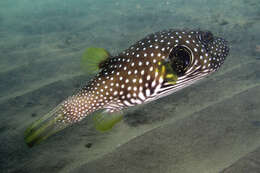 Image of Broadbarred Toadfish