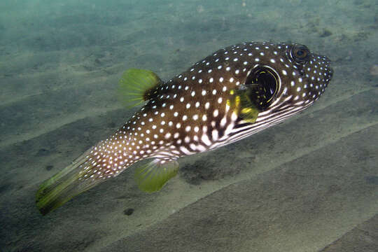 Image of Broadbarred Toadfish