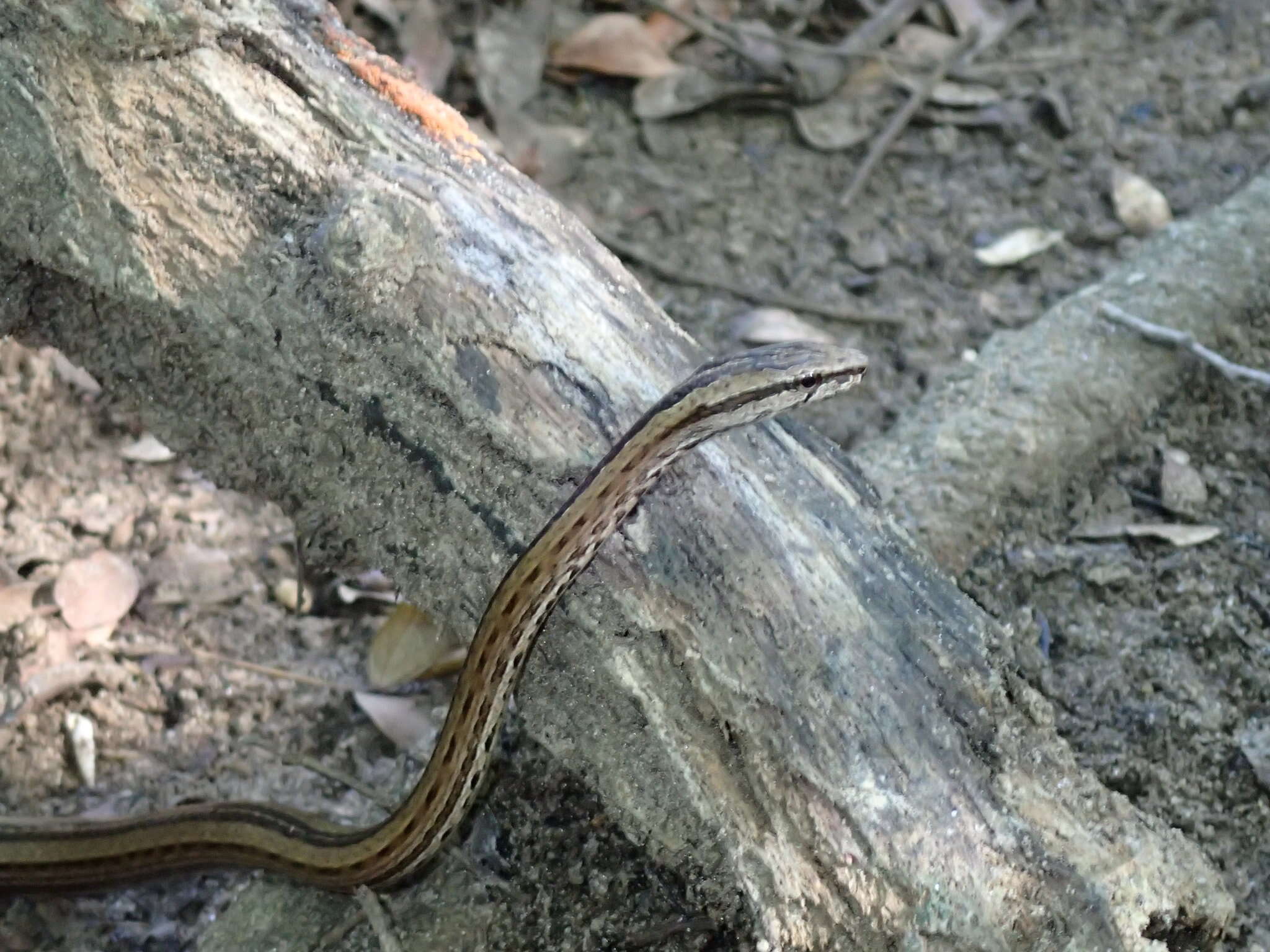 Слика од Mimophis occultus