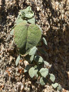 Слика од Abutilon abutiloides (Jacq.) Garcke