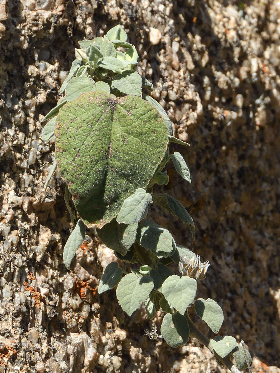 Слика од Abutilon abutiloides (Jacq.) Garcke