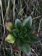 Image of Echeveria bicolor (Kunth) Walther