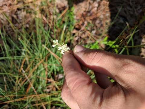 Image of Georgia beargrass