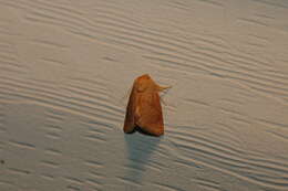 Image of Warm-chevroned Moth