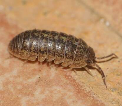 Image of Armadillidium arcangelii Strouhal 1929