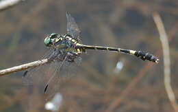 Image of Austroepigomphus praeruptus (Selys 1858)