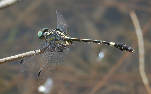 Image of Austroepigomphus Fraser 1953