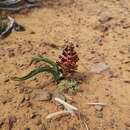 Imagem de Lachenalia isopetala Jacq.