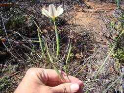 Image of Moraea radians (Goldblatt) Goldblatt