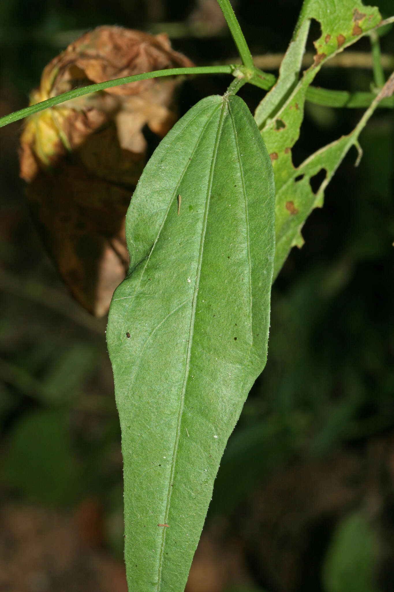Image of Cienfuegosia tripartita (Kunth) Gürke