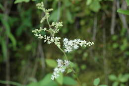 Image de Astilbe longicarpa (Hayata) Hayata