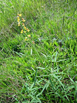 Image of lanceleaf rattlebox