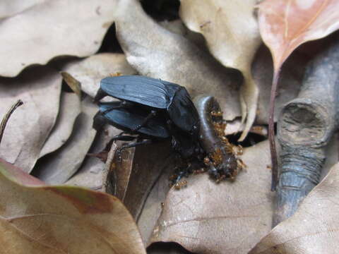 Necrophila (Eusilpha) japonica (Motschulsky 1861) resmi