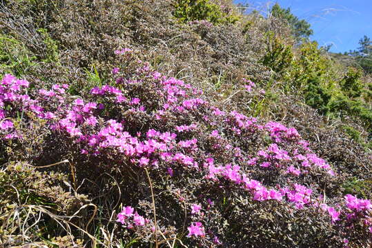 Imagem de Rhododendron rubropilosum var. taiwanalpinum (Ohwi) S. S. Ying