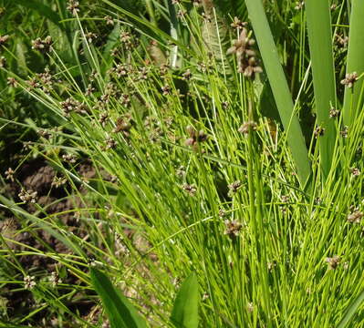 Imagem de Isolepis costata Hochst. ex A. Rich.