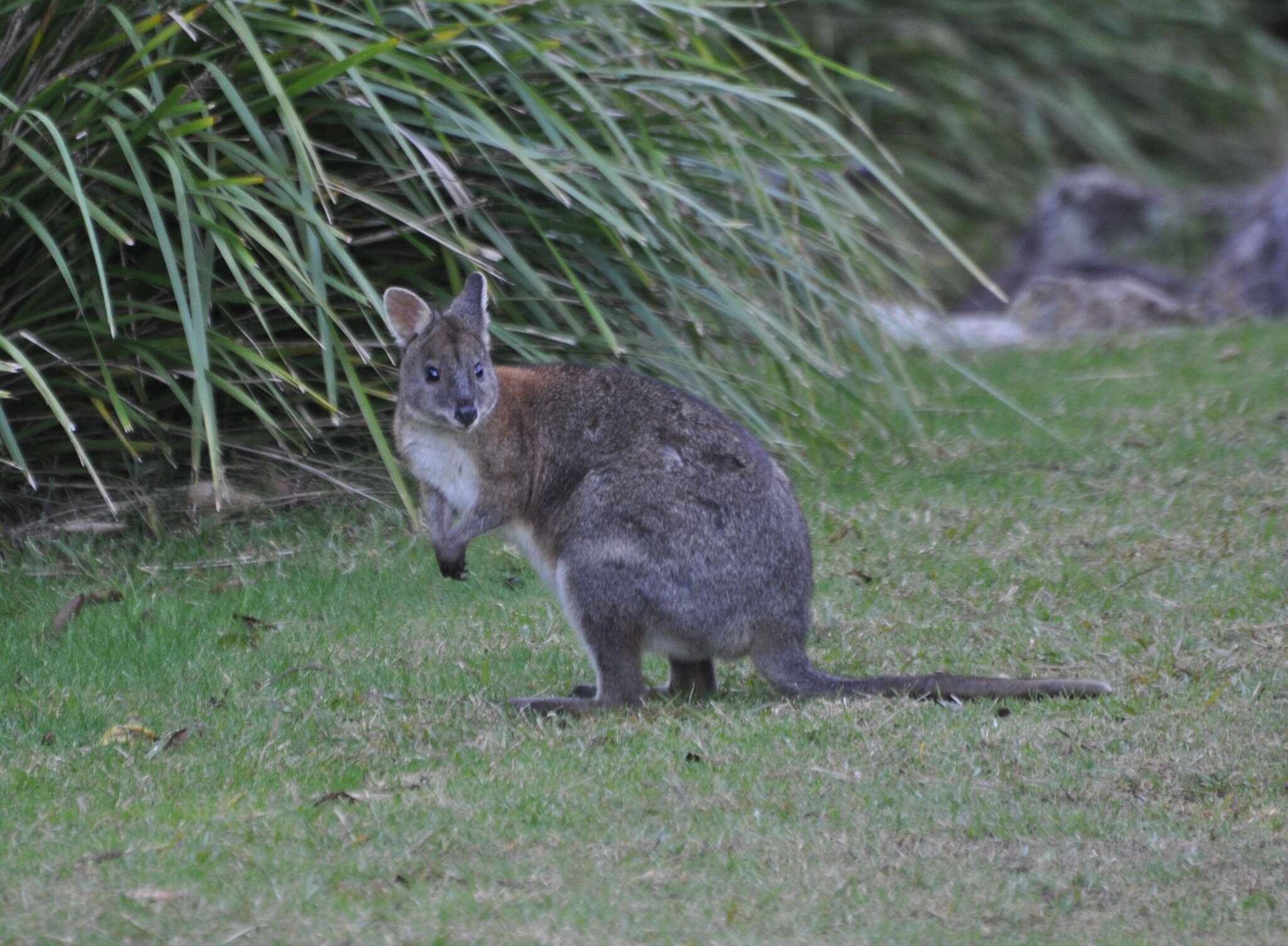 Image de Pademelon à cou rouge