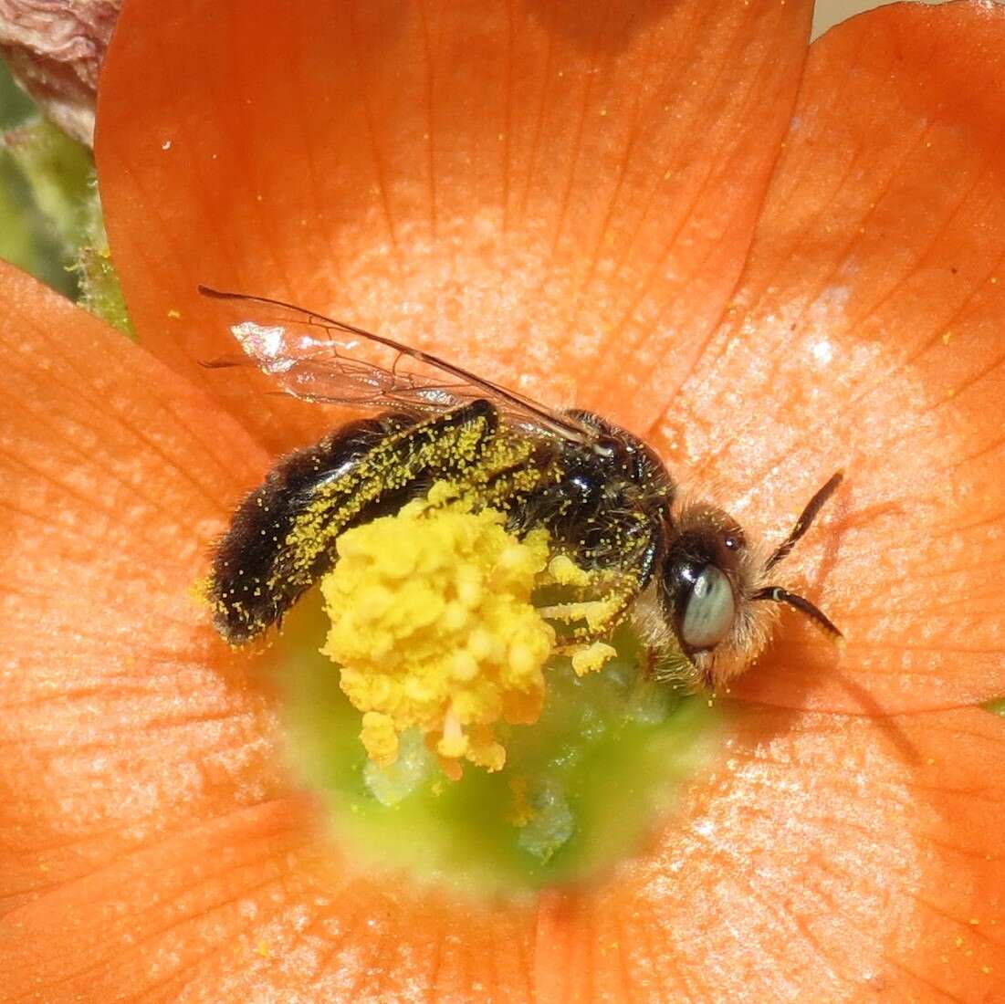 Image of Calliopsis subalpina Cockerell 1894