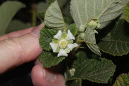 Sivun Rubus ellipticus Smith kuva