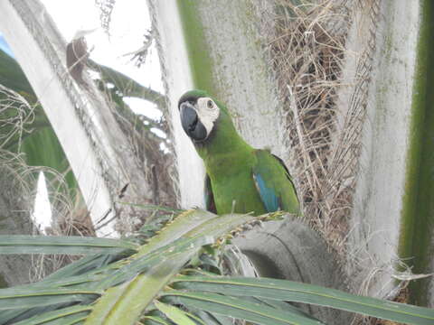 Image of Chestnut-fronted Macaw