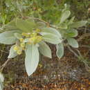 Слика од Conocarpus erectus sericeus (DC.) Stace