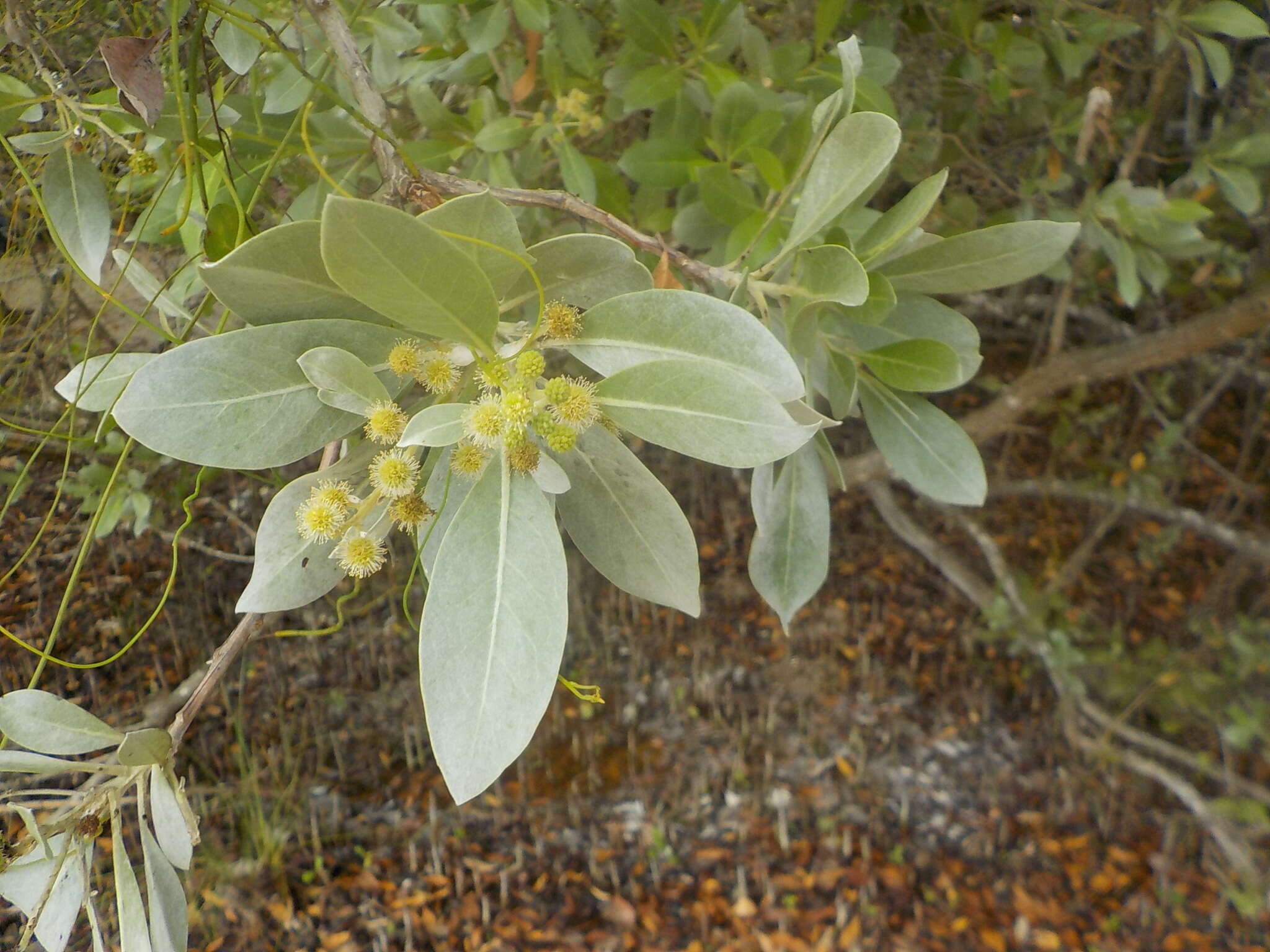Image of Conocarpus erectus sericeus (DC.) Stace