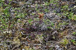 Image of Pedicularis amoena Adams ex Steven