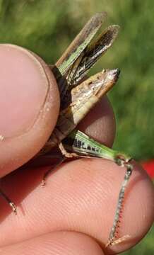 Image of Chimarocephala elongata Rentz & D. C. F. 1977