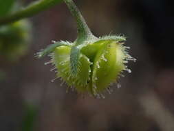 Hackelia diffusa var. arida (Piper) R. L. Carr resmi