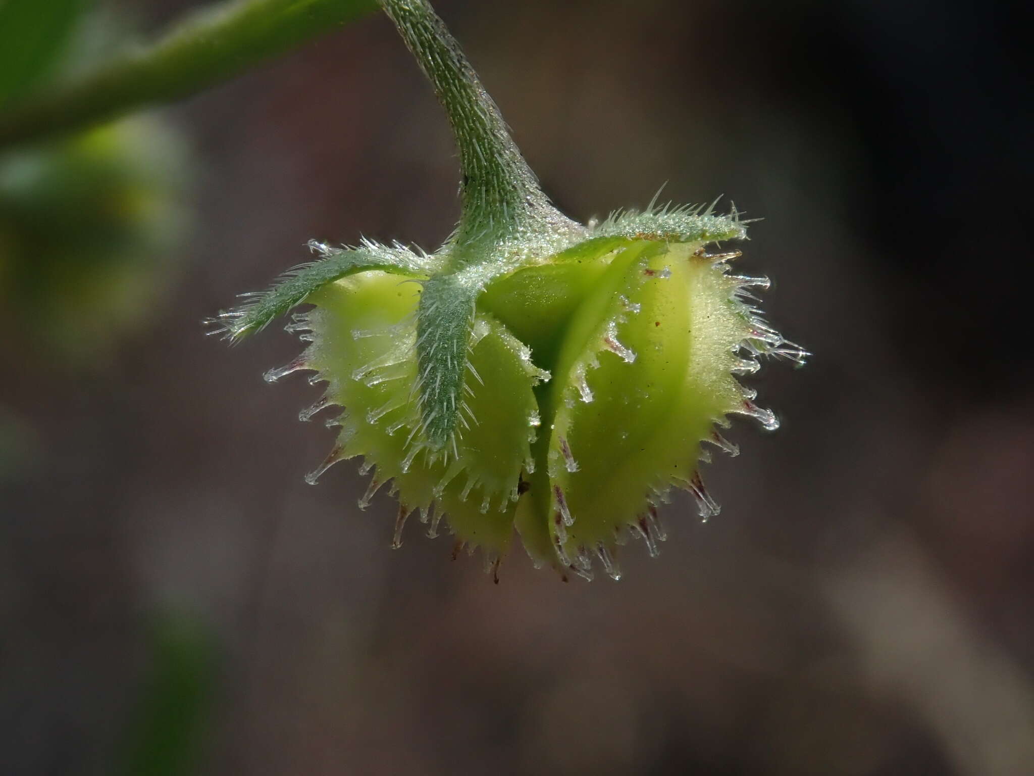 Plancia ëd Hackelia diffusa var. arida (Piper) R. L. Carr