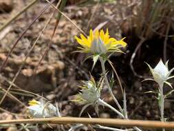 Image of Berkheya carlinopsis subsp. magalismontana (H. Bol.) Rössl.